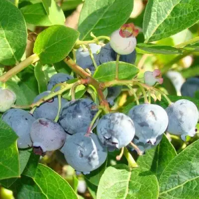 Голубика БЛЮДЖЕЙ в Слониме