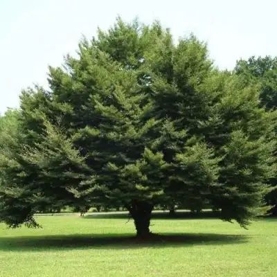 Бук обыкновенный в Слониме