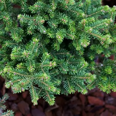 Ель ВИЛС ЦВЕРГ обыкновенная в Слониме