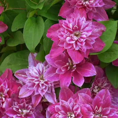 Клематис МАЙ ДАРЛИНГ  в Слониме