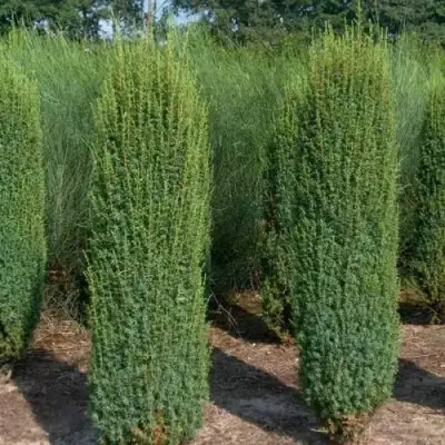 Можжевельник ХИБЕРНИКА обыкновенный  в Слониме
