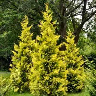 Туя ГОЛДЕН БРАБАНТ западная в Слониме