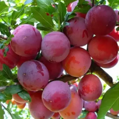 Слива НЕКТАРИННАЯ АРОМАТНАЯ в Слониме