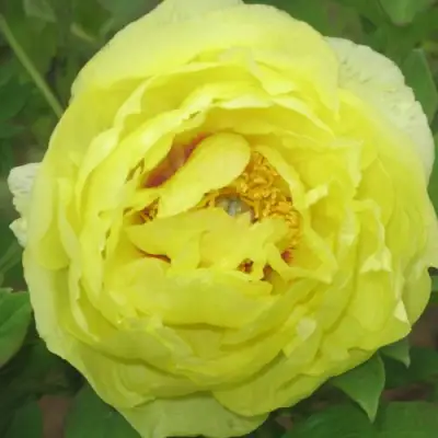 Пион ЗОЛОТО ПОДНЕБЕСНОЙ древовидный в Слониме