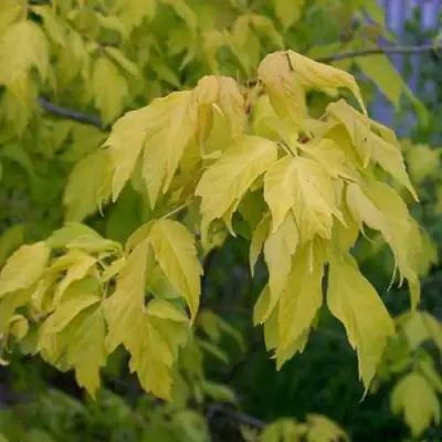 Клен ясенелистный в Слониме