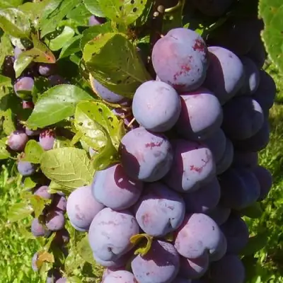 Слива НАГРАДА НЕМАНСКАЯ в Слониме