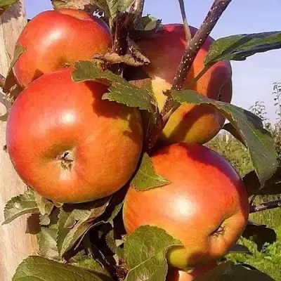 Яблоня ФРИДОМ в Слониме