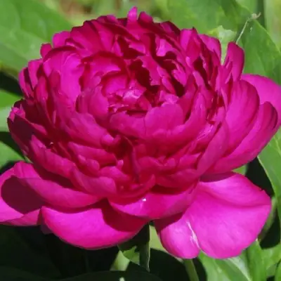 Пион БАРХАТ НОЧИ травянистый в Слониме