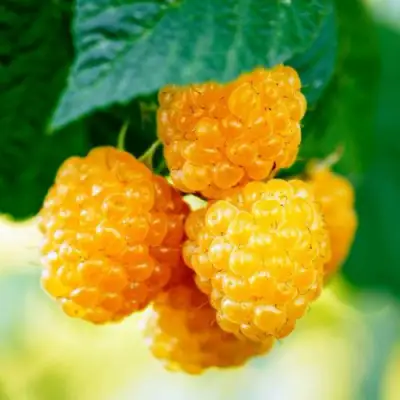 Малина МЕДОВАЯ в Слониме