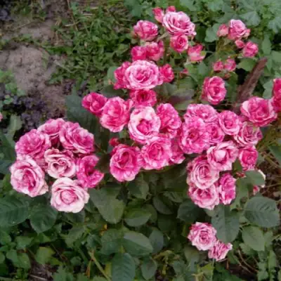 Роза ФЛЕШ ДАНС спрей в Слониме