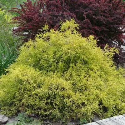 Кипарисовик ГОЛДЕН МОП горохоплодный в Слониме