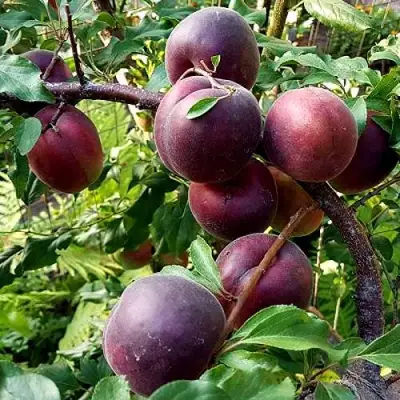 Шарафуга БЕЛЛА РОЯЛЬ в Слониме