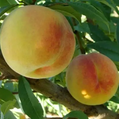Персик ДОНЕЦКИЙ ЖЕЛТЫЙ в Слониме