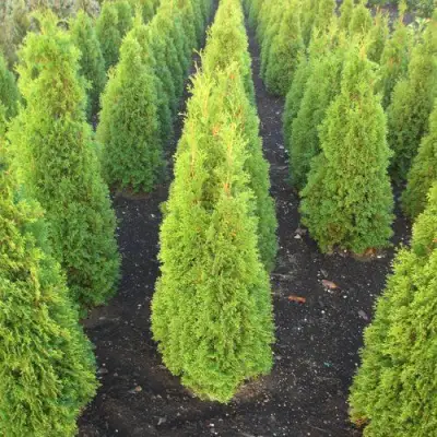 Туя САННИ СМАРАГД западная  в Слониме