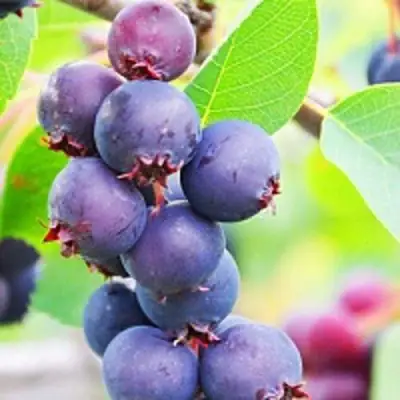 Ирга СМОУКИ в Слониме