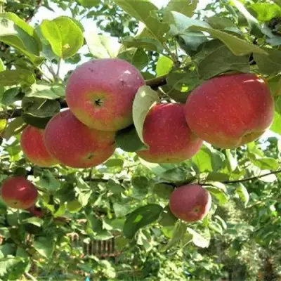 Яблоня ОРЛИК в Слониме