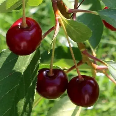 Дюк НАДЕЖДА в Слониме
