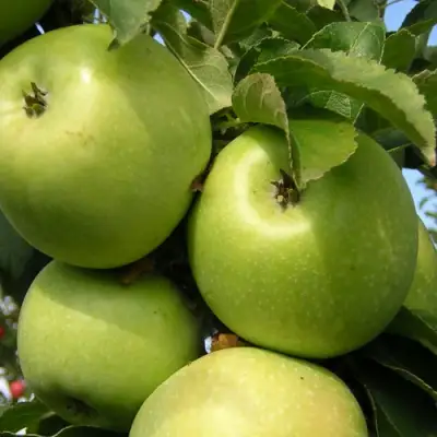 Яблоня КАЛУЖАНКА в Слониме