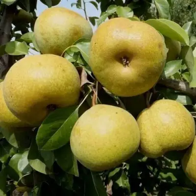 Груша ПЛАТОНОВСКАЯ в Слониме