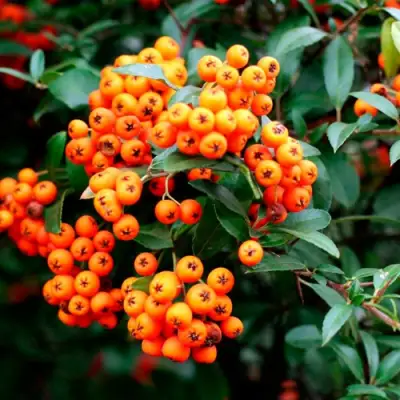 Пираканта ОРАНЖ ГЛОУ в Слониме