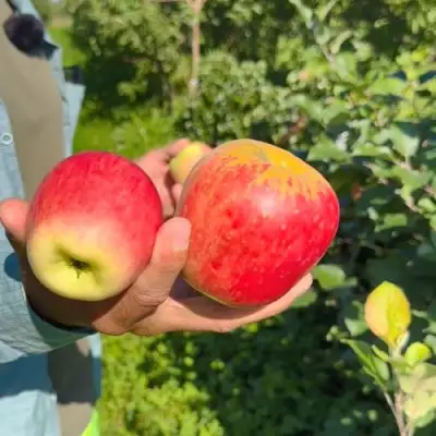 Яблоня БЛАГАЯ ВЕСТЬ в Слониме