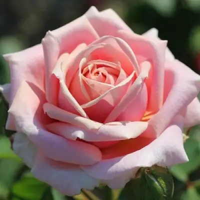 Роза ФРЕДЕРИК МИСТРАЛЬ чайно-гибридная в Слониме