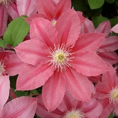 Клематис ЛИТЛ МЕРМЕЙД в Слониме