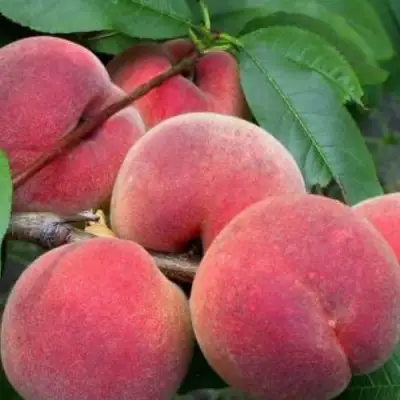 Персик ЮБИЛЕЙ СТОЛИЦЫ колонновидный в Слониме