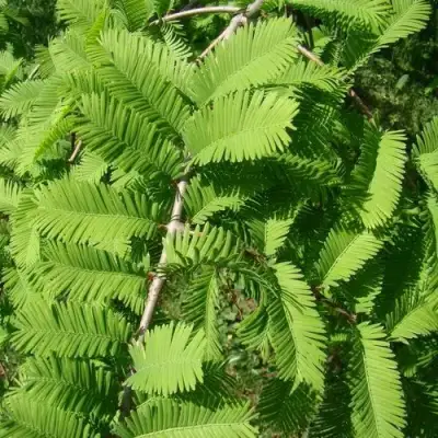 Метасеквойя  ГЛИПТОСТРОБОИДНАЯ  в Слониме