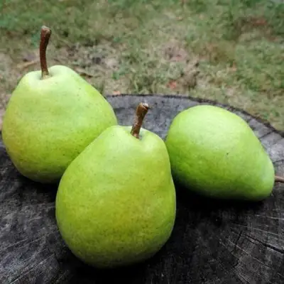 Груша БЕРЕ ЛЮКА в Слониме