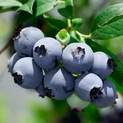 Голубика СИЕРРА в Слониме