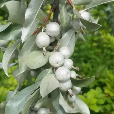 ЛОХ СЕРЕБРИСТЫЙ в Слониме