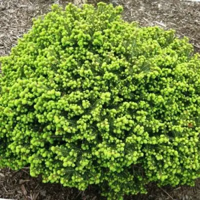 Ель ЛИТЛ ДЖЕМ обыкновенная в Слониме