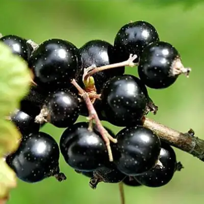 Смородина чёрная ЦЕРЕРА в Слониме