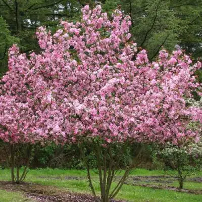 Яблоня РУДОЛЬФ декоративная  в Слониме
