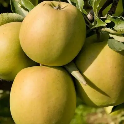 Яблоня МУТСУ в Слониме