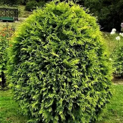 Туя ТИП ТОП западная в Слониме