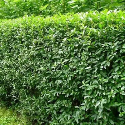 Бирючина обыкновенная в Слониме