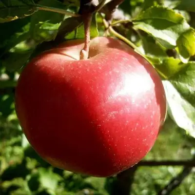 Яблоня НАСТЕНЬКА в Слониме