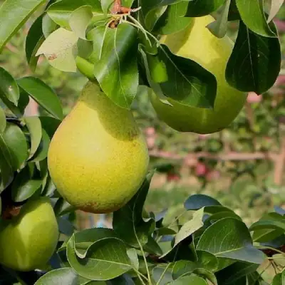 Груша ДОБРЯНКА в Слониме