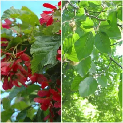 Комплект ЗЕЛЕНОЕ ЧУДО в Слониме