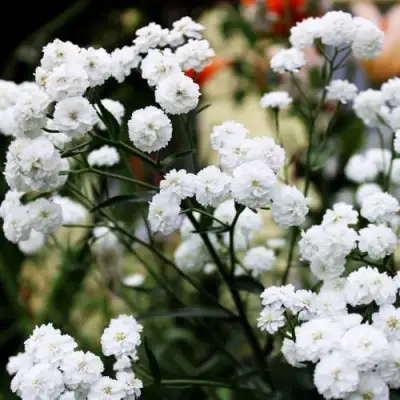 Тысячелистник МАРШМЕЛЛОУ в Слониме