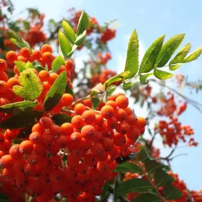 Рябина ВЕФЕД сладкоплодная в Слониме