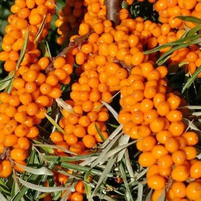 Облепиха ЕЛИЗАВЕТА в Слониме