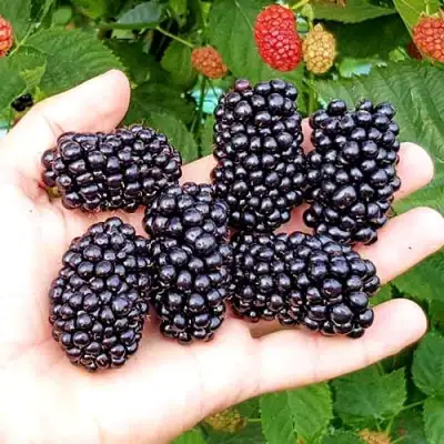 Ежевика ОУАЧИТА бесшипная  в Слониме