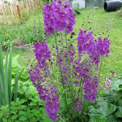 Коровяк ВИОЛЕТТА (вербаскум) в Слониме