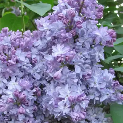 Сирень НЕБО МОСКВЫ в Слониме