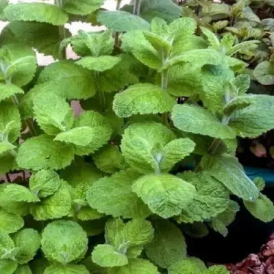 Мята яблочная в Слониме