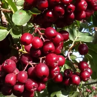 Рябина ГРАНАТНАЯ сладкоплодная в Слониме