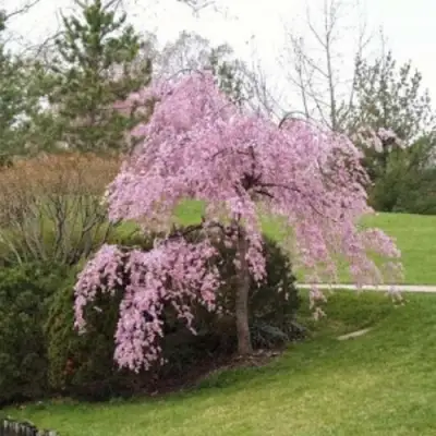 Сакура КИКУ ШИДАРЕ в Слониме